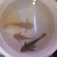 کت ساده ،کت اسپرت،فایتر،کالر