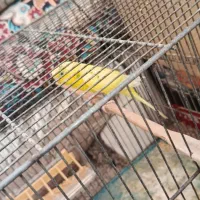 مرغ عشق همراه با جوجه