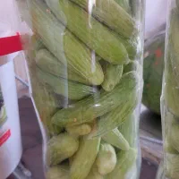 خیارشور دیم اورگانیت شده بطری کیلوی