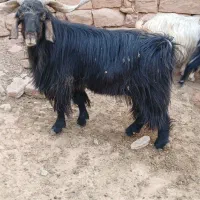 بهده ، بز ، دوبر ، اندیکا