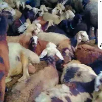 گوسفند جوان و پلنگی و کردستانی و افشار