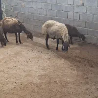 ۴ عدد میشو بره