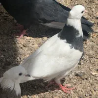 کبوتر طوقی