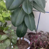 گل فیکوس با قیمت مناسب