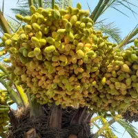 خارک حاج باقری