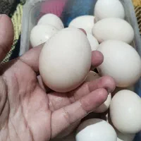 تخم مرغ نطفه دار زینتی