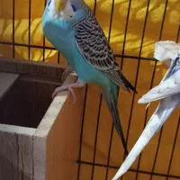 جفت سه ماهه دون‌ خور