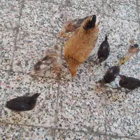 مرغ به همراه ۹ جوجه