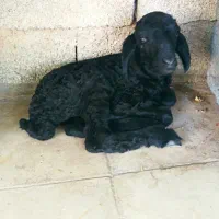 بره شیری و کهره