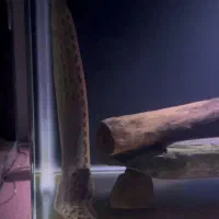 ماهی اسپاینی ایل