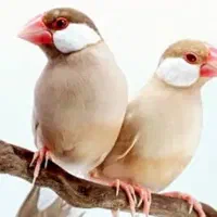 فنچ نرگسی