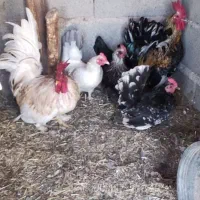 مرغ و خروس زینتی