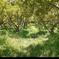 باغ سیب پنجاه ساله درمشادماوند فوری زیر قیمت