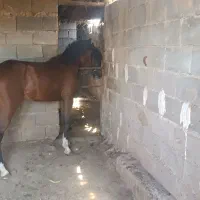 نریون خالص مدرک دار
