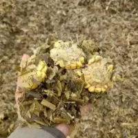 علوفه ذرت و تفاله چغندر درجه یک