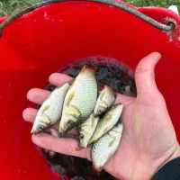 پخش ماهی شرفلی