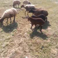 میش درشت ۷راس