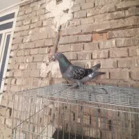 پلاکی ماده هم فروش وهم معاوضه با طوقی