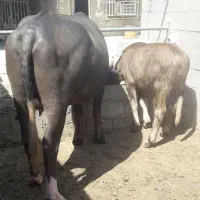 گاومیش