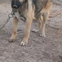 توله ۳ماه سراب نر