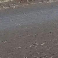 سگ سرابی