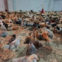 فروش جوجه جهادی