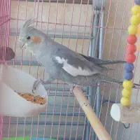 فروش جفت عروس هلندی