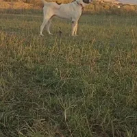 توله