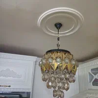 لستر8شاخه درحدنوبسیارسالم سلامت