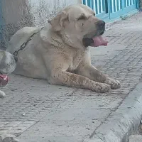 سگ پژدر