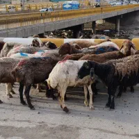 گوسفند زنده قربانی بره نر چاق میش جوان