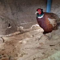 مرغ و خروس تزیینی