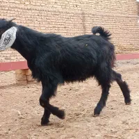 بزغاله ماده