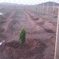باغچه فنسی
