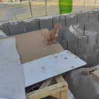 کبوتر