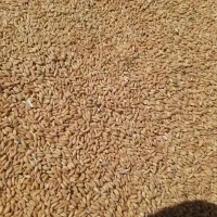 گندم|عمده‌فروشی|بروجرد, |دیوار