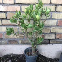 گیاه کاکتوس و ساکولنت ( گالری ما)