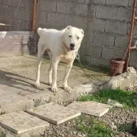 سگ نر.