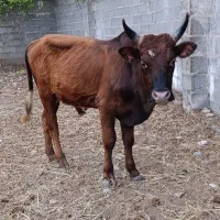 ورزا کوله چالوسی گاو نر کل محلی