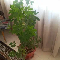 گل شفلرا