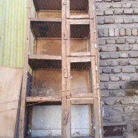 جفت کن کبوتر