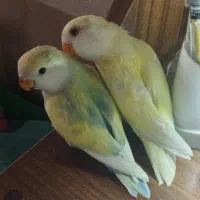 طوطی برزیلی/ کوتوله