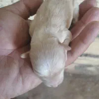 دوقلاده توله شیووا