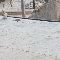 کفتر