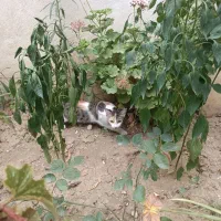 واگذاری رایگان
