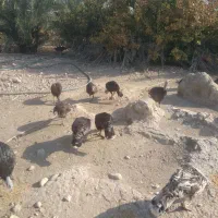بوقلمون ماده