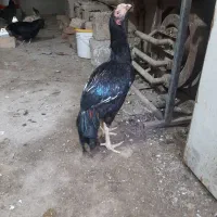 یک خروس گلین اصیل بدونه مریضی  سالمو سلامت