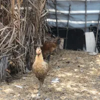 مرغ وخروس محلی