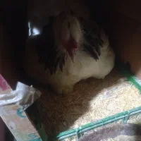 مرغ برهما لایت رومانی با جوجه