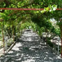 باغ باغچه گل درخت کار میکنم با بیترین کار صف تا صد